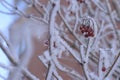 Red mountain ash and other plants under the snow. Russian winter 2018.