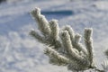 Spruce branch in the snow. Russian winter 2018.