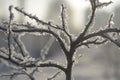 Tree branches and leaves in the snow Russian winter 2018.