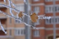 Tree branches and leaves in the snow. Russian winter 2018.