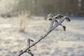 Tree branches and leaves in the snow. Russian winter 2018.