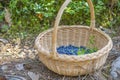 Berry season. Ripe blueberries in a basket. The process of finding and collecting blueberries in the forest during the