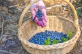 Berry season. Ripe blueberries in a basket. The process of finding and collecting blueberries in the forest during the