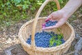 Berry season. Ripe blueberries in a basket. The process of finding and collecting blueberries in the forest during the