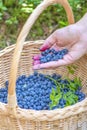 Berry season. Ripe blueberries in a basket. The process of finding and collecting blueberries in the forest during the