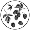 Berry set vector isolated elements. Raspberry on a branch, leaf.