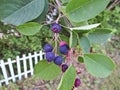 The berry of shadberry ripened Amelanchier. A bunch of berries on a branch.