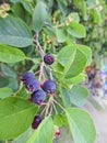 The berry of shadberry ripened Amelanchier. A bunch of berries on a branch.