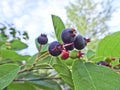 The berry of shadberry ripened Amelanchier. A bunch of berries on a branch.