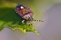 Berry shield on a green leaf. Red bug macro Royalty Free Stock Photo