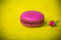 Berry spring color macaroon food background