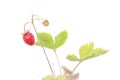 Berry strawberry on a branch Royalty Free Stock Photo