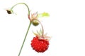 Berry strawberry on a branch Royalty Free Stock Photo