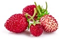 Berry wild strawberry with green leaves handful