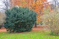 Berry yew Taxus baccata L. in autumn park