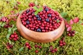 Berrys in moss