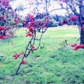 Berrys on a tree