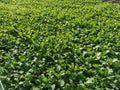 Berseem is a fast growing, high quality forage that is mainly cut and fed as green chopped forage. Royalty Free Stock Photo