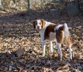 Bert the brown and white Brittany Spaniel Royalty Free Stock Photo