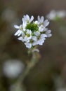 Berteroa incana as a weed grows in nature