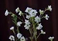 Berteroa incana as a weed grows in nature
