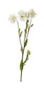 Berteroa incana flower isolated on white
