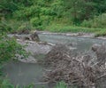 Bertha Creek in Turnagain Pass