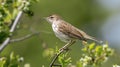 Berthelot pipit is a small passerine bird. Generative Ai Royalty Free Stock Photo