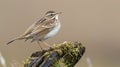 Berthelot pipit is a small passerine bird. Generative Ai Royalty Free Stock Photo