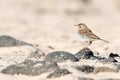 Berthelot`s pipit