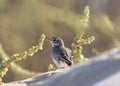 Berthelot's pipit perched on a rock with a blurred natural background Royalty Free Stock Photo