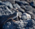 Berthelot's pipit perched on a rocky surface with a blurred background Royalty Free Stock Photo