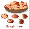 Bertholletia. Brazil nuts vector illustration on white close up