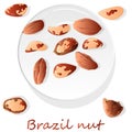 Bertholletia. Brazil nuts vector illustration on white close up