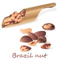 Bertholletia. Brazil nuts vector illustration on white close up