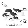 Bertholletia. Brazil nuts vector illustration on white close up