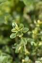 Bertram Anderson Thyme Royalty Free Stock Photo