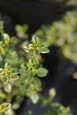 Bertram Anderson Thyme Royalty Free Stock Photo