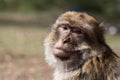 Bertuccia, or Barberia`s monkey, is a primate mammal living in Atlas in Morocco.