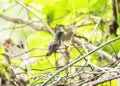 Berylline Hummingbird Amazilia beryllina Perched on Branches with a Leafy Dense Background in Mexico Royalty Free Stock Photo