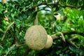 Besides wood-apple, it may be called elephant apple, monkey fruit, curd fruit, kath bel and other dialectal names in India or