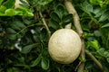 Besides wood-apple, it may be called elephant apple, monkey fruit, curd fruit, kath bel and other dialectal names in India or