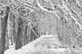 Wandelweg met bomen in park Puyenbroeck tijdens winter