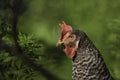 Bespeckled chicken portrait with dirty beak, green background Royalty Free Stock Photo