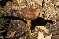 Besra, Accipiter virgatus, Saat Tal, Uttarakhand