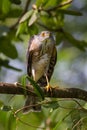 Besra or Little Sparrow Hawks