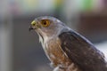 Besra or Little Sparrow Hawks