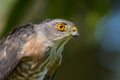 Besra or Little Sparrow Hawks