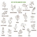 Best anti-inflammatory herbs