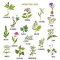Best antibacterial herbs Royalty Free Stock Photo